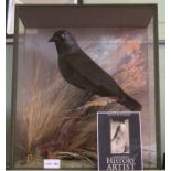 David Keningale - A cased taxidermy example of a Jackdaw