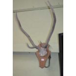 Four point stag antlers mounted on an oak shield back
