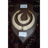 David Keningale - Set of mounted Wild Boar Tusks, wired on oak shield, well written label (French) v