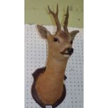 David Keningale - well modelled Roe Deer Head Trophy, full neck mount, in good condition ,mounted on