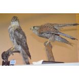 Taxidermy example of a male Sparrow Hawk with kill and a Kestrel.