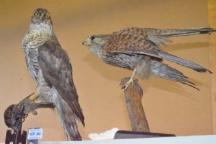 Taxidermy example of a male Sparrow Hawk with kill and a Kestrel.