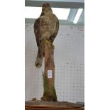 A taxidermy example of a female Sparrow Hawk