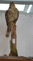 A taxidermy example of a female Sparrow Hawk