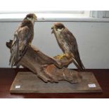 A taxidermy pair of Hobbies mounted on a wooden plinth