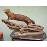 A taxidermy example of a mink mounted on a log