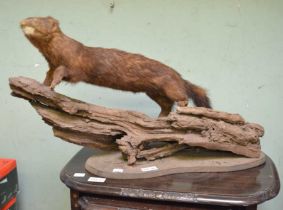 A taxidermy example of a mink mounted on a log