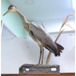 A taxidermy example of a Heron