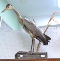 A taxidermy example of a Heron