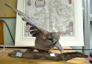 A taxidermy example of a Jay mounted on a log