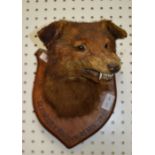 A fox mask on shield back titled "Sezincote Warren 45 mins"