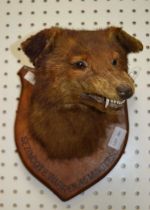 A fox mask on shield back titled "Sezincote Warren 45 mins"