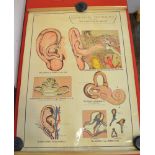 An E.J. Arnold & Son physiology chart "the structure of the ear." roll type 71cm wide (bears Drew at