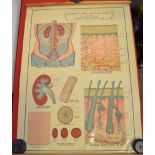 An E.J. Arnold & Son physiology chart "Skin & hair, etc." roll type 71cm wide