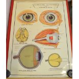 An E.J. Arnold & Son physiology chart, "The Structure of the Eye" roll type (bears Drew at Liberty l