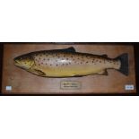 A resin model mounted on a wooden plaque brown trout 4lb 2oz River Test