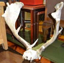 A set of deer antlers