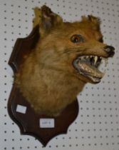 Fox mask on oak shield - labeled 'George Bazeley' Northampton