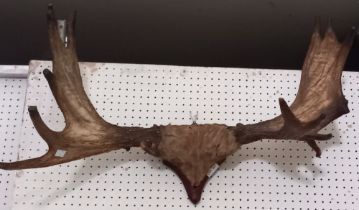 A wall hanging pair of possibly Elk antlers