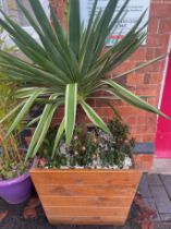 A large wooden rectangular planter containing a flowering Cordyline