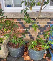 Two potted trees in grey planters