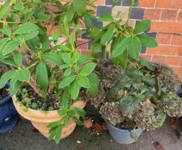 Two garden planters with contents