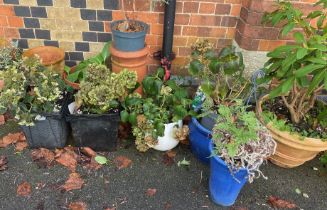 A selection of garden planters with contents