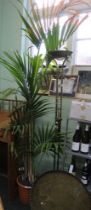 Large indoor 'Kentia palm'