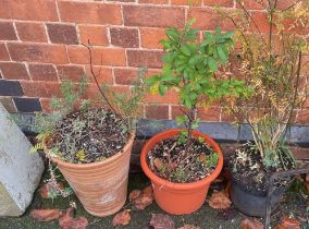 A selection of garden planters with contents