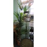 Large indoor 'Kentia palm'