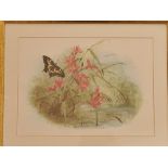CHRISTOPHER SCARLES. Print titled 'Swallowtail Butterfly on Ragged Robin. Approx 37cm x 26cm.