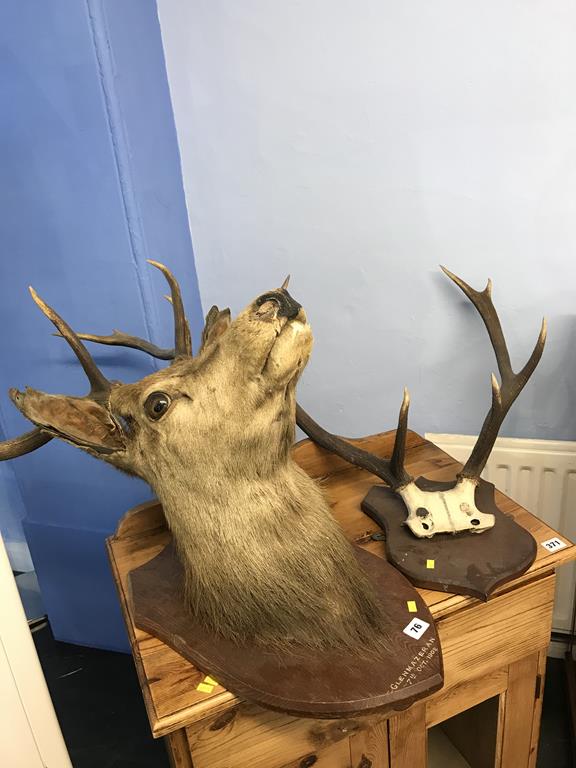 A mounted Stags head and a pair of mounted Antlers