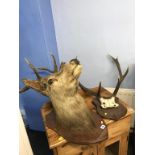 A mounted Stags head and a pair of mounted Antlers