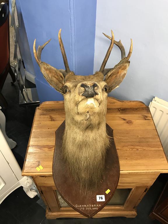 A mounted Stags head and a pair of mounted Antlers - Image 2 of 2