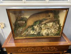 Taxidermy: An Otter eating a fish, 94cm x 56cm