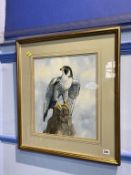 Margery Stephenson, watercolour, signed, 'Peregrine Falcon', 41 x 34cm