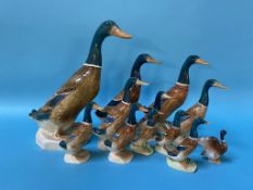 Twelve Beswick ducks (various sizes)