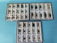 A collection of various Lucite cased insects