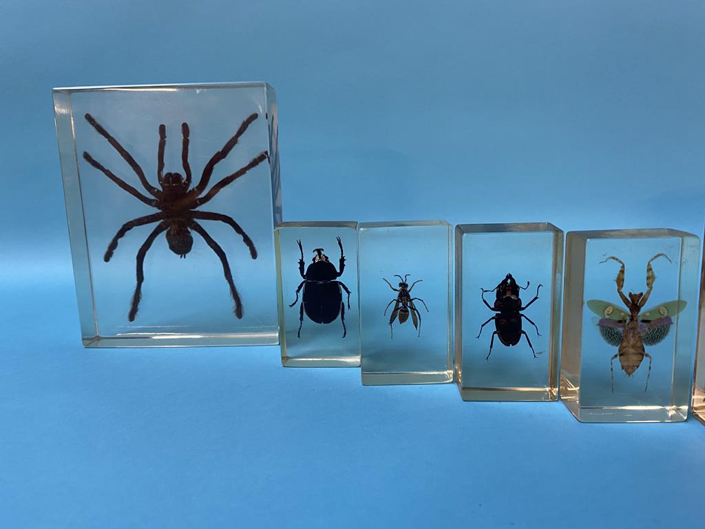 A collection of Lucite cased insects - Image 2 of 4