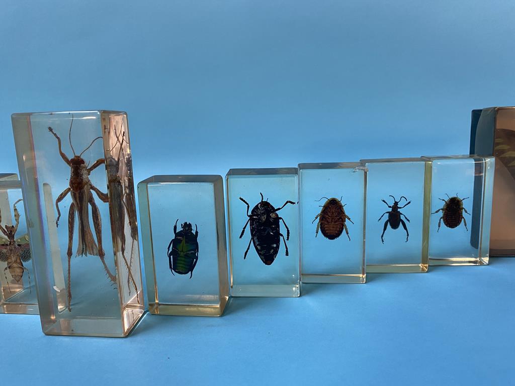 A collection of Lucite cased insects - Image 4 of 4