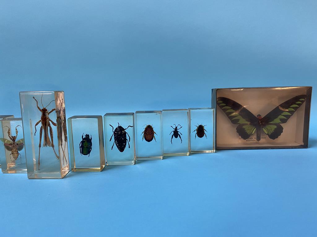 A collection of Lucite cased insects - Image 3 of 4