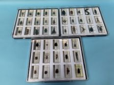 A collection of Lucite cased insects