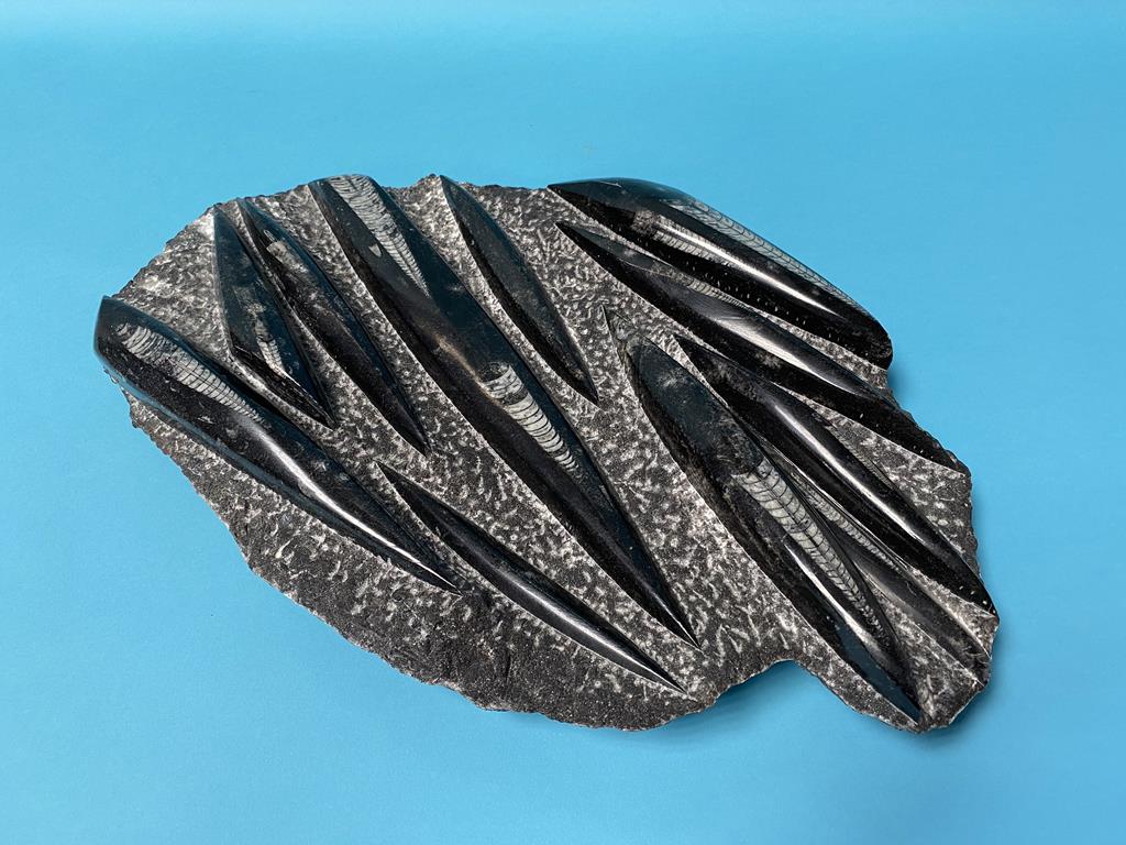 A group of 'Orthoceras' fossils