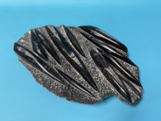 A group of 'Orthoceras' fossils
