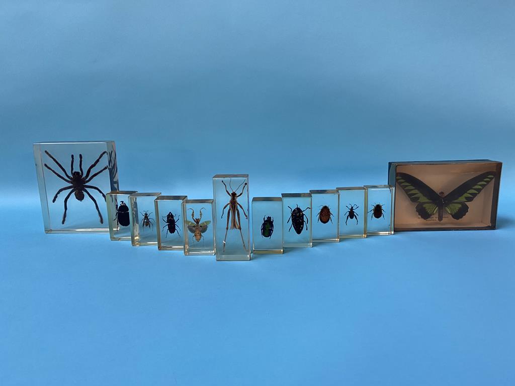 A collection of Lucite cased insects