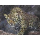 Joel Kirk, oil, signed, 'Leopards Den, 104 x 94cm