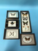 A collection of cased Butterflies and a Stag beetle