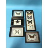 A collection of cased Butterflies and a Stag beetle