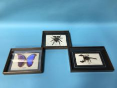A collection of cased insects, to include Blue Morpho, Scorpion and Tarantula
