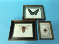 A collection of cased insects, to include Rajah Brookianus, Granti and a Cicada